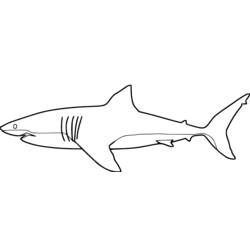 着色页: 鲨鱼 (动物) #14809 - 免费可打印着色页