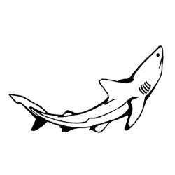 着色页: 鲨鱼 (动物) #14849 - 免费可打印着色页