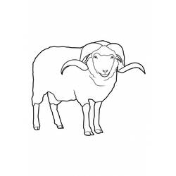 着色页: 羊 (动物) #11421 - 免费可打印着色页