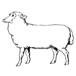 着色页: 羊 (动物) #11452 - 免费可打印着色页