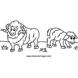 着色页: 羊 (动物) #11456 - 免费可打印着色页