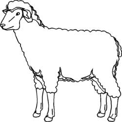 着色页: 羊 (动物) #11467 - 免费可打印着色页