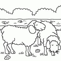 着色页: 羊 (动物) #11500 - 免费可打印着色页