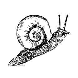 着色页: 蜗牛 (动物) #6509 - 免费可打印着色页