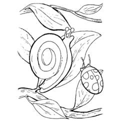 着色页: 蜗牛 (动物) #6583 - 免费可打印着色页