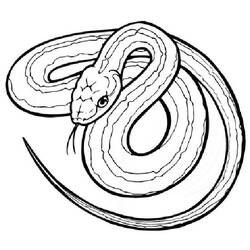 着色页: 蛇 (动物) #14361 - 免费可打印着色页