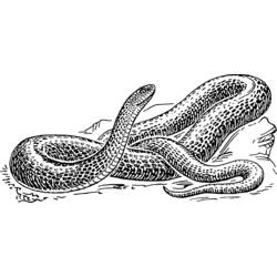 着色页: 蛇 (动物) #14378 - 免费可打印着色页