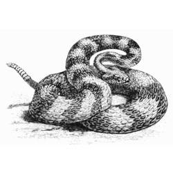 着色页: 蛇 (动物) #14454 - 免费可打印着色页
