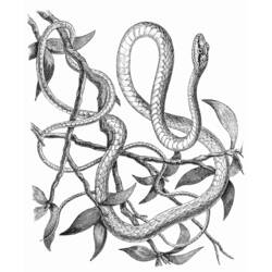 着色页: 蛇 (动物) #14469 - 免费可打印着色页