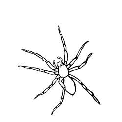 着色页: 蜘蛛 (动物) #576 - 免费可打印着色页