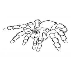 着色页: 蜘蛛 (动物) #586 - 免费可打印着色页