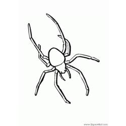 着色页: 蜘蛛 (动物) #587 - 免费可打印着色页