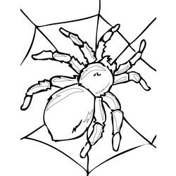着色页: 蜘蛛 (动物) #595 - 免费可打印着色页