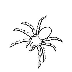 着色页: 蜘蛛 (动物) #621 - 免费可打印着色页