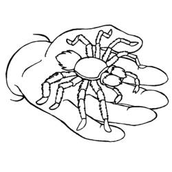 着色页: 蜘蛛 (动物) #664 - 免费可打印着色页
