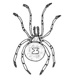 着色页: 蜘蛛 (动物) #666 - 免费可打印着色页