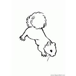 着色页: 松鼠 (动物) #6152 - 免费可打印着色页