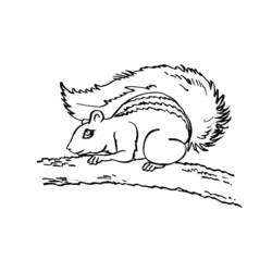 着色页: 松鼠 (动物) #6173 - 免费可打印着色页