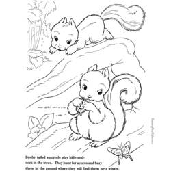 着色页: 松鼠 (动物) #6191 - 免费可打印着色页