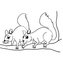 着色页: 松鼠 (动物) #6192 - 免费可打印着色页