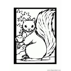 着色页: 松鼠 (动物) #6195 - 免费可打印着色页