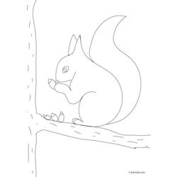 着色页: 松鼠 (动物) #6211 - 免费可打印着色页