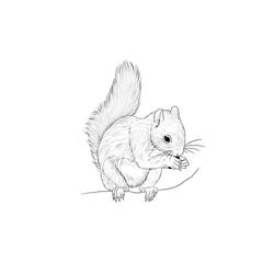 着色页: 松鼠 (动物) #6229 - 免费可打印着色页