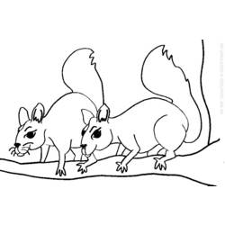 着色页: 松鼠 (动物) #6253 - 免费可打印着色页