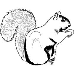 着色页: 松鼠 (动物) #6274 - 免费可打印着色页