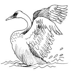 着色页: 天鹅 (动物) #5083 - 免费可打印着色页