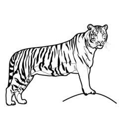 着色页: 老虎 (动物) #13587 - 免费可打印着色页