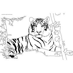 着色页: 老虎 (动物) #13590 - 免费可打印着色页