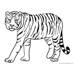 着色页: 老虎 (动物) #13591 - 免费可打印着色页