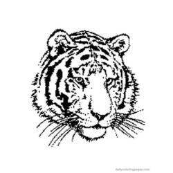 着色页: 老虎 (动物) #13592 - 免费可打印着色页