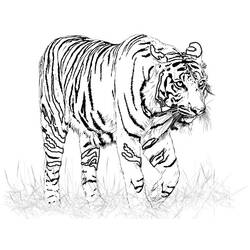 着色页: 老虎 (动物) #13599 - 免费可打印着色页