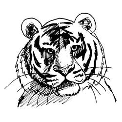 着色页: 老虎 (动物) #13610 - 免费可打印着色页