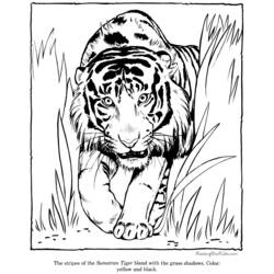 着色页: 老虎 (动物) #13664 - 免费可打印着色页
