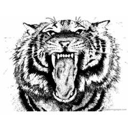 着色页: 老虎 (动物) #13679 - 免费可打印着色页