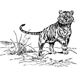 着色页: 老虎 (动物) #13710 - 免费可打印着色页
