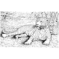 着色页: 老虎 (动物) #13742 - 免费可打印着色页