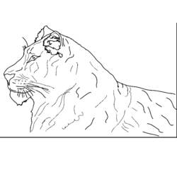 着色页: 老虎 (动物) #13758 - 免费可打印着色页