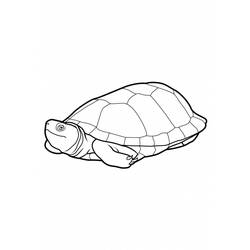 着色页: 龟 (动物) #13405 - 免费可打印着色页