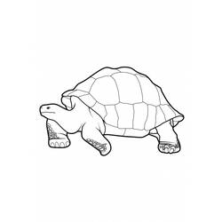 着色页: 龟 (动物) #13424 - 免费可打印着色页