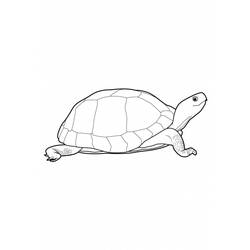 着色页: 龟 (动物) #13435 - 免费可打印着色页