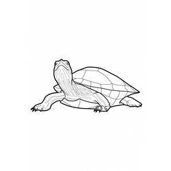 着色页: 龟 (动物) #13550 - 免费可打印着色页