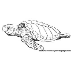 着色页: 龟 (动物) #13583 - 免费可打印着色页
