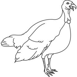 着色页: 火鸡 (动物) #5308 - 免费可打印着色页