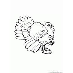 着色页: 火鸡 (动物) #5330 - 免费可打印着色页
