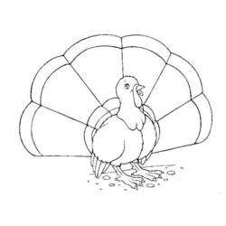 着色页: 火鸡 (动物) #5351 - 免费可打印着色页