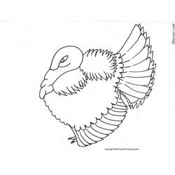 着色页: 火鸡 (动物) #5353 - 免费可打印着色页